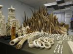 Čínski predstavitelia pašovali slonovinu vo vládnom špeciáli