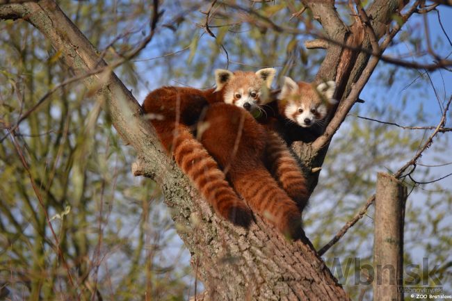 V bratislavskej zoo pribudli dve mláďatá pandy červenej