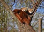 V bratislavskej zoo pribudli dve mláďatá pandy červenej