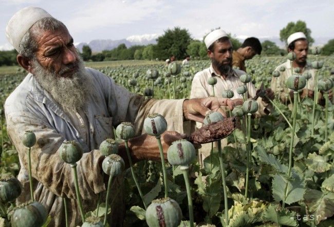 Afganistan je naďalej najväčším producentom ópia vo svete