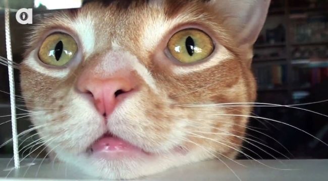 Video: Ako vidia svet mačky