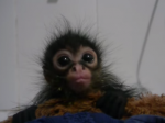 Video: Najmilšia opička na svete. Budete ju chcieť!