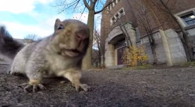 Video: Veverička zlodejka