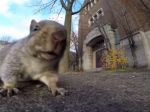 Video: Veverička zlodejka
