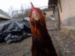 V Holandsku bojujú s vtáčou chrípkou už na troch farmách