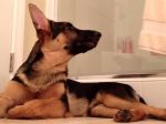Video: Keď spieva pes spoločne s majiteľom