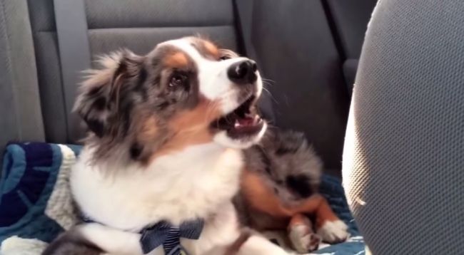 Video: Keď šteňa počuje svoju obľúbenú pieseň