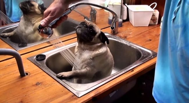 Video: Ako psík miluje kúpanie