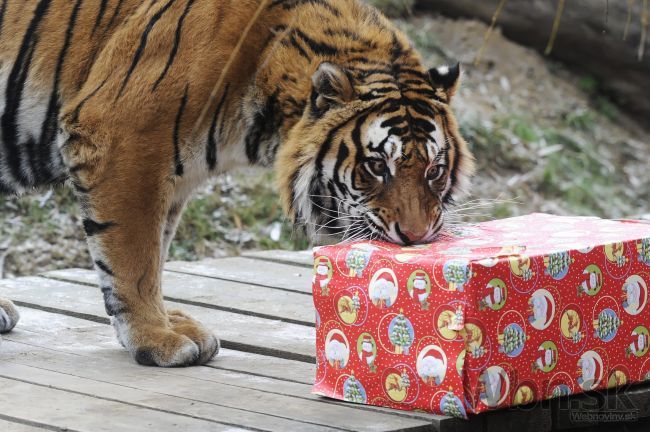 Košická zoo sa teší na Vianoce, zvieratá dostanú darčeky