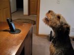 Video: Ako sa pes „rozpráva“ s majiteľkou cez telefón