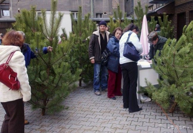 Kupujete vianočný stromček? Dávajte pozor pri jeho prevoze autom