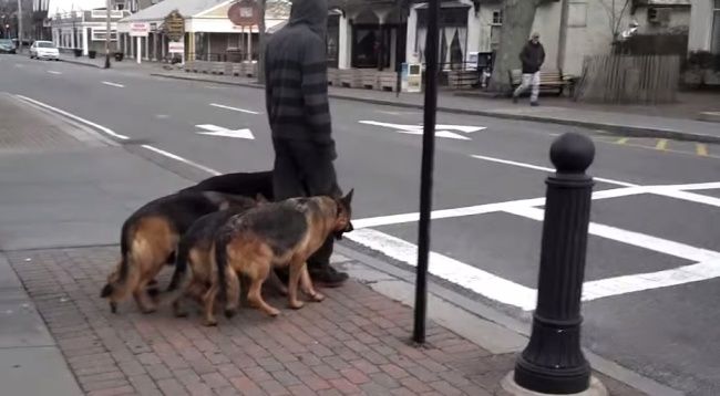 Video: Poslušnosť nadovšetko - muž to so psami vie