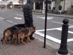 Video: Poslušnosť nadovšetko - muž to so psami vie