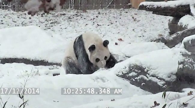 Video: Pandia reakcia na prvý sneh