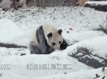 Video: Pandia reakcia na prvý sneh