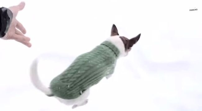 Video: Venčenie čivavy v snehu