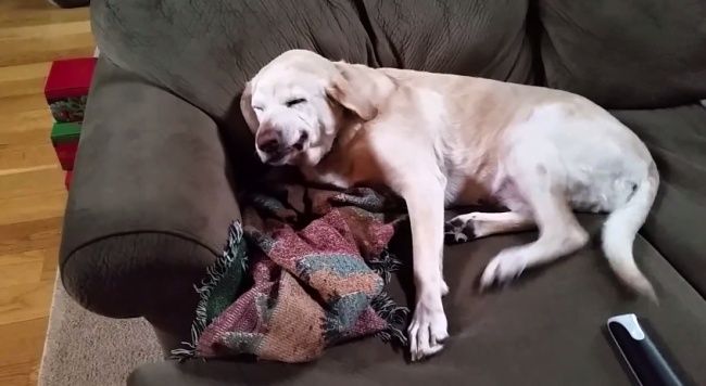 Video: Keď sa pes cíti previnilo