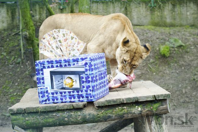 Zvieratká v Zoo nájdu pod stromčekom aj ovocie