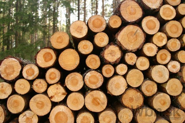 V kauze odvozu dreva podali poslanci trestné oznámenie