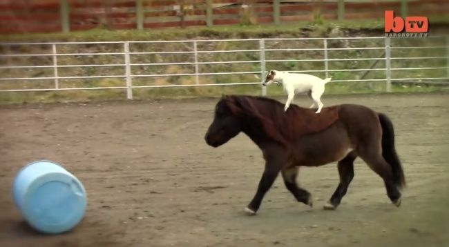Video: Triky psa a miniatúrneho koňa