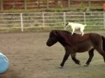 Video: Triky psa a miniatúrneho koňa