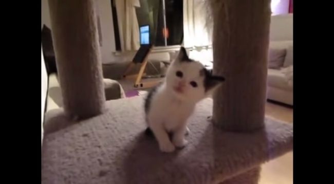 Video: Keď sa mačiatko rozpráva s majiteľkou