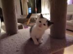 Video: Keď sa mačiatko rozpráva s majiteľkou