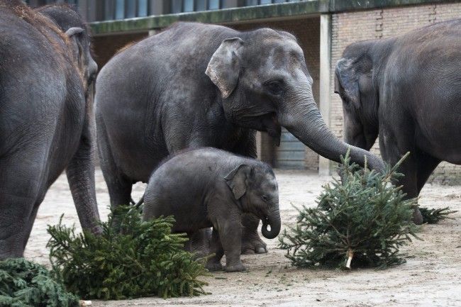 Na vianočných stromčekoch si pochutnávajú zvieratá v košickej zoo