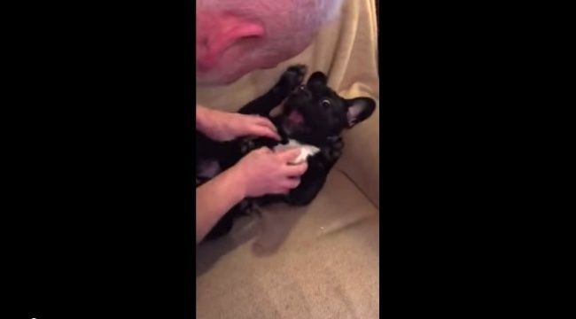 Video: Ako pes miluje škrabkanie
