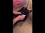 Video: Ako pes miluje škrabkanie