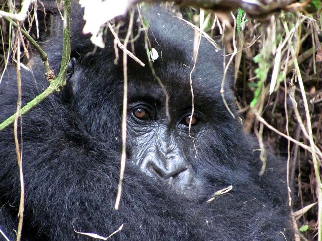 Rwanda - najkrajšie safari na svete