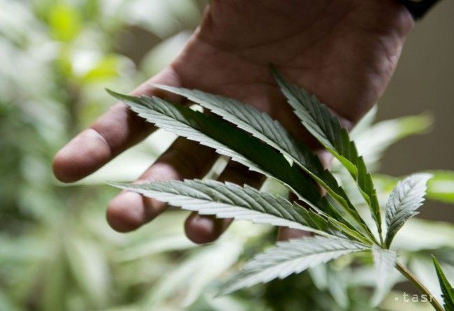 Marihuana má byť na Jamajke legalizovaná