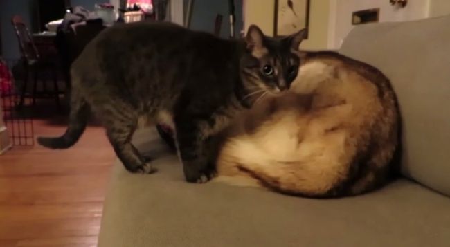 Video: Ako si urobí mačka posteľ zo psa