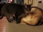 Video: Ako si urobí mačka posteľ zo psa