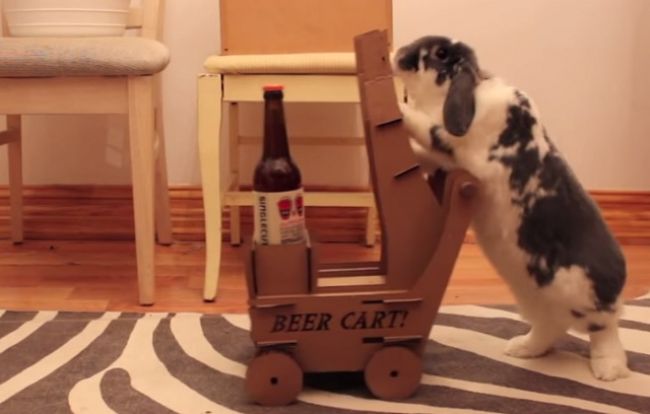 Video: Rozkošný králik nosí pivo na požiadanie