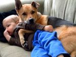 Video: Ako sa psík stará o choré dieťa