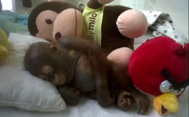 Video: Príbeh malej opičky vás nenechá chladnými. Držme Budimu palce!