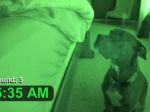 Video: Dokonalý psí budík
