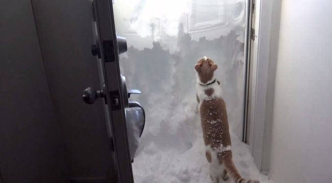 Video: Mačka vs. snehová prekážka
