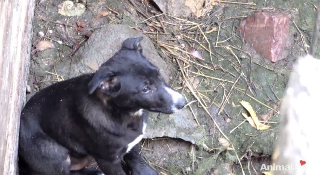 Video: Záchrana psíka zo studne