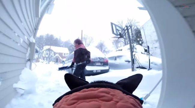 Video: Psia radosť zo snehu