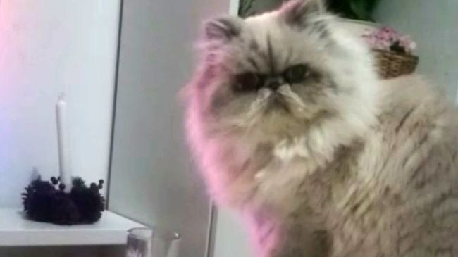 Video: Keď vám chce mačka zvýšiť tlak