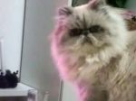 Video: Keď vám chce mačka zvýšiť tlak