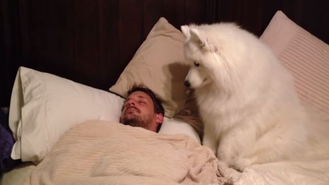 Video: Keď vás budí pes