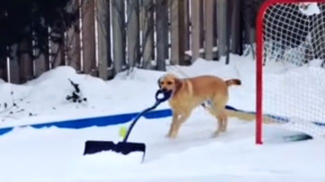 Video: Pes vie pomôcť aj so snehom