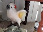 Video: Kakadu veterinára v láske nemá. Pozrite, ako vyvádza