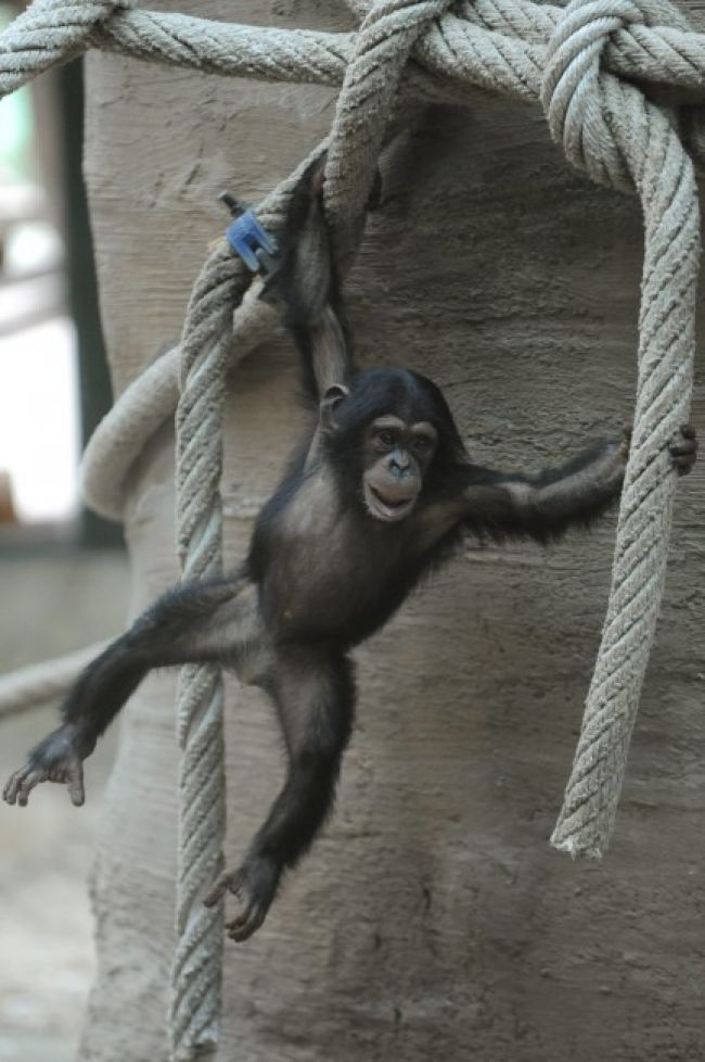 Šimpanzom v bratislavskej ZOO môžu ľudia nosiť plastové fľaše