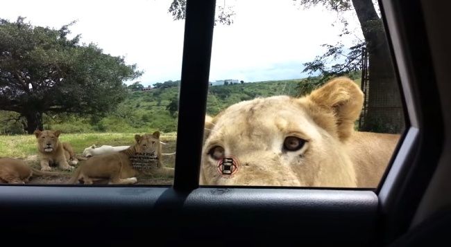 Video: Lev na safari vystraší návštevníkov
