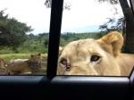 Video: Lev na safari vystraší návštevníkov