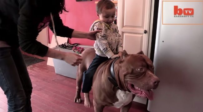 Video: Tréning najväčšieho pitbulla na svete
